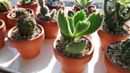 Succulent plant and cactus  in a pot made of soil