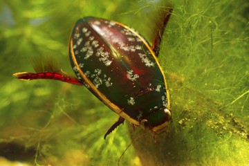 adult male of great diving beetle, Dytiscus marginalis, wide-spread freshwater predator insect hide...