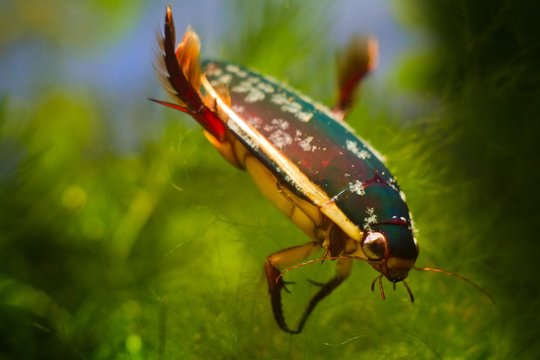 adult male of great diving beetle, Dytiscus marginalis, wide-spread freshwater predator insect rest balancing with rear legs in European temperate biotope aquarium