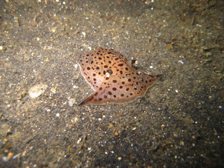 Flankenkiemer