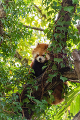 レッサーパンダ