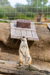 ミーアキャット