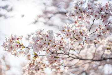 close up marco full bloom cherry blossom beauiful Sakura tree at japan cherry blossom  forecast pink asian flower perfact season to travel and enjoy japanese culture idea long weekend holiday relax