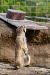 ミーアキャット