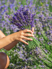 Woman walking in the flowering lavender field and gathering flowers.