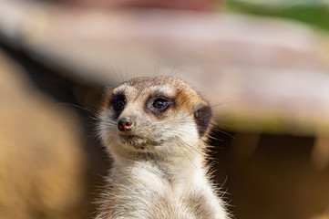 ミーアキャット