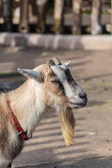 ピグミーゴート