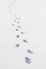 Human footprints in snowdrifts of white clean snow on a sunny frosty winter day. Concept of north pioneers and tourism, have advertising space