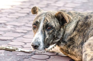 fear outbred smooth-haired chain dog clung to the ground