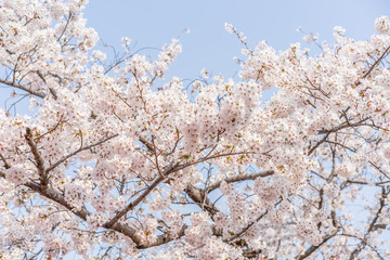 close up marco full bloom cherry blossom beauiful Sakura tree at japan cherry blossom  forecast pink asian flower perfact season to travel and enjoy japanese culture idea long weekend holiday relax