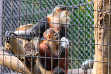 アカアシドゥクラングールの親子