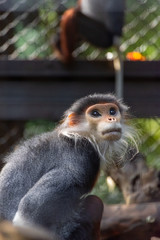 アカアシドゥクラングール