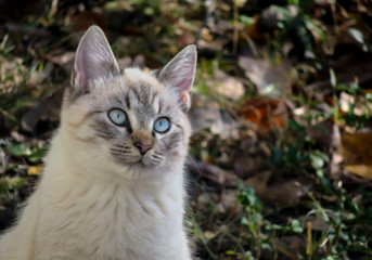 closeup portrait of a cat
