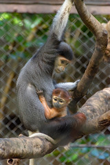 アカアシドゥクラングールの親子