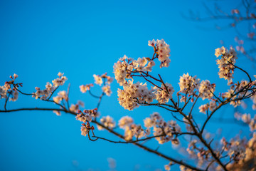 close up marco full bloom cherry blossom beauiful Sakura tree at japan cherry blossom  forecast pink asian flower perfact season to travel and enjoy japanese culture idea long weekend holiday relax
