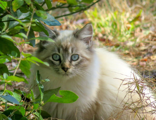 Kitten in the Garden