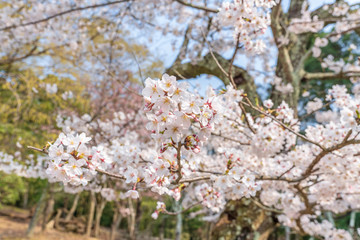 close up marco full bloom cherry blossom beauiful Sakura tree at japan cherry blossom  forecast pink asian flower perfact season to travel and enjoy japanese culture idea long weekend holiday relax