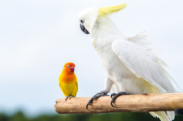 The yellow lovebirds stand on a piece of wood with a large white bird.