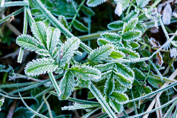 hoarfrost on leaves and grass
