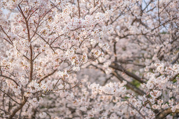 close up marco full bloom cherry blossom beauiful Sakura tree at japan cherry blossom  forecast pink asian flower perfact season to travel and enjoy japanese culture idea long weekend holiday relax