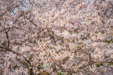 close up marco full bloom cherry blossom beauiful Sakura tree at japan cherry blossom  forecast pink asian flower perfact season to travel and enjoy japanese culture idea long weekend holiday relax