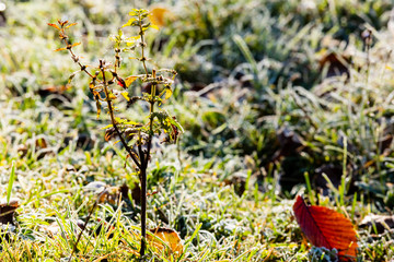 young tree with autumn leaves and grass in hoarfrost