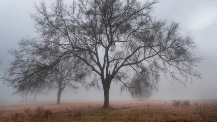 Tree in the fog