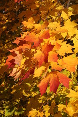 autumn leaves background v2