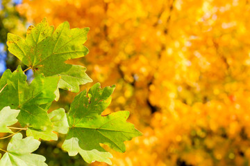 maple leaves in autumn