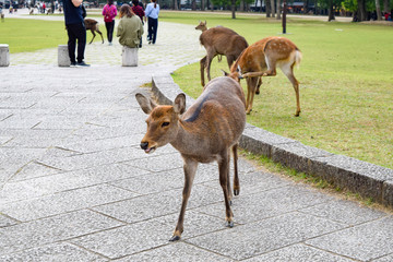 奈良公園　鹿