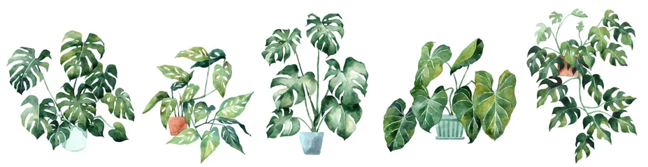 Tuinposter Aquarel afbeelding met tropische bladeren en bladeren van kamerplanten. Thuisplant in potten. Groen. Sappig. Bloemen ontwerpelement. Perfect voor uitnodigingen, kaarten, prenten, posters. © Anastasiia