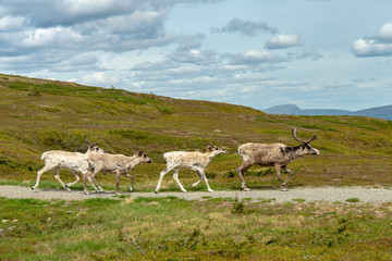 Group of reindeer's walking on a mountain in northern Sweden