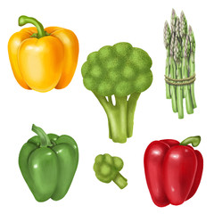 Bunch of asparagus, broccoli and bell pepper, hand drawn illustration isolated on a white background
