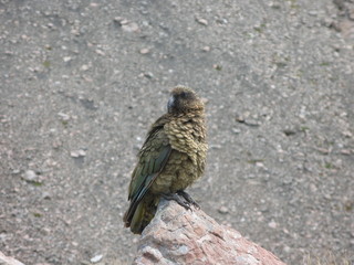 wildlebender Kea in Neuseeland