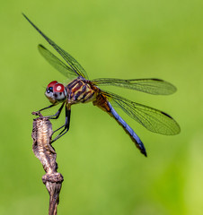 Blue dasher