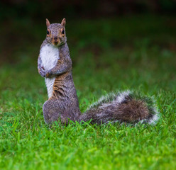 Obraz premium Gray squirrel