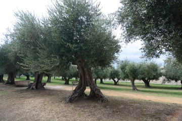 campo di olivi