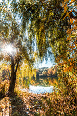 yellow aspens with deep red bushes below/ Red Grass Glow