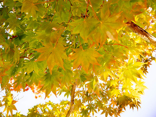 日本の秋の青空と紅葉