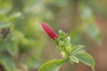 Still unblown bud of a bright red hibiscus flower 
