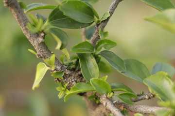Natural beautiful red hibiscus flowers plant leaves