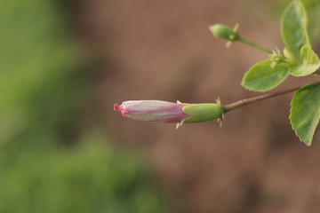 Natural beautiful red hibiscus flowers