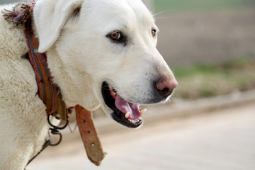 Obraz premium Cute guard dog poses, white dog