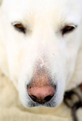 Obraz premium Cute guard dog poses, white dog