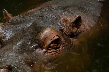 Fototapeta na wymiar Portrait of a hippo, half of it in the water with focus on the eye and ear