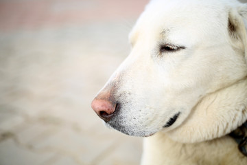  Cute guard dog poses, white dog
