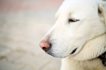 Obraz premium Cute guard dog poses, white dog