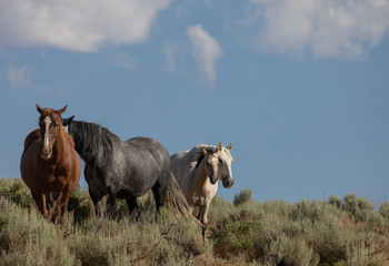 Obraz premium Wild Horses in Summer in Sand Wash Basin Colorado