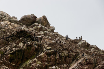 Pinguine in Paras, Peru