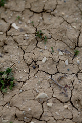  A delicate photo of drought
